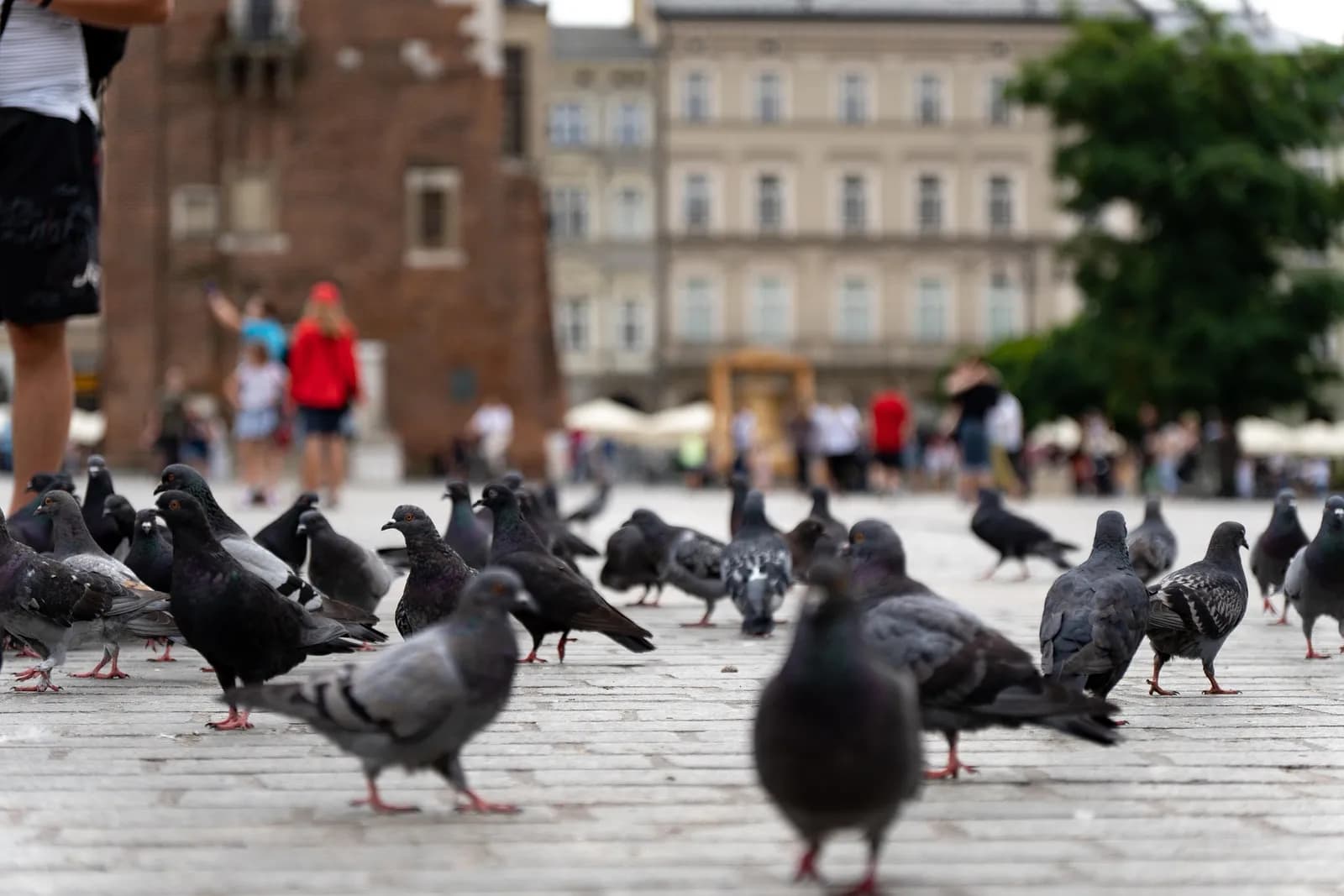 A flock of pigeons stands on a cobblestone street in a city square with blurred buildings and people in the background.