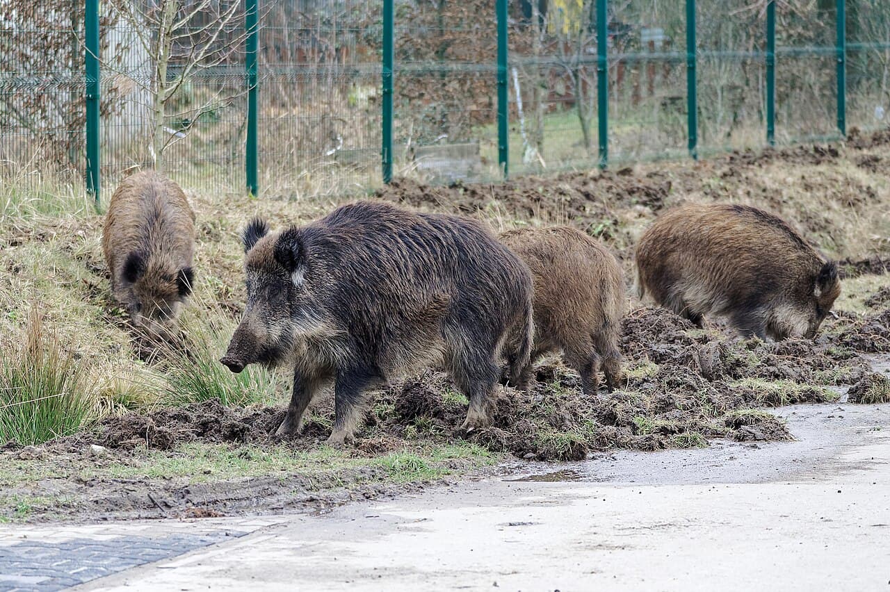 Wild Boars in Kraków: Why They’re Being Spotted More Often and What to Do If You See One